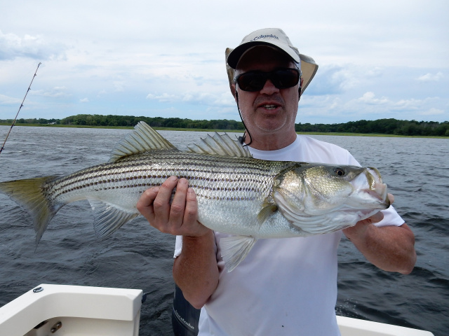 Merrimack River striper caught by John Slavoski